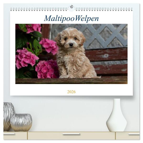 Maltipoo Welpen (hochwertiger Premium Wandkalender 2026 DIN A2 quer) Kunstdruck in Hochglanz
