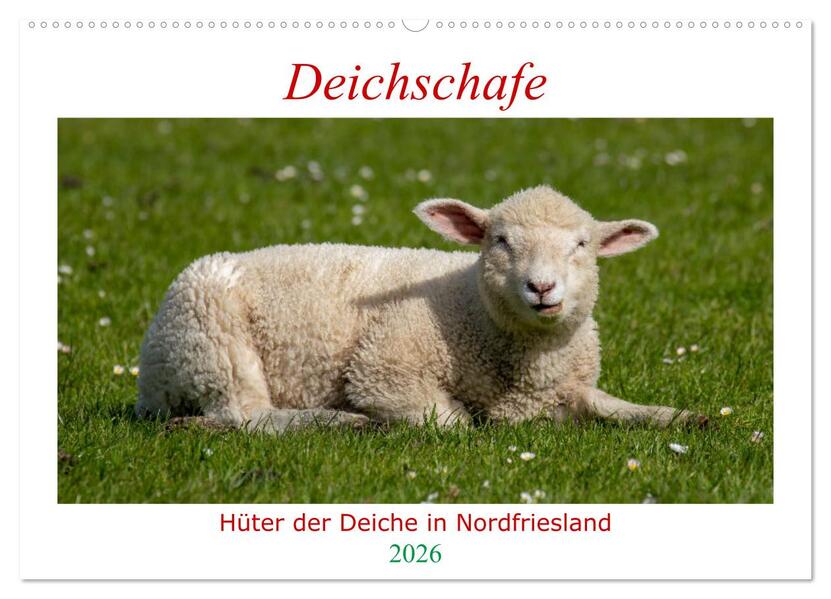 Deichschafe - Hüter der Deiche in Nordfriesland (Wandkalender 2026 DIN A2 quer) CALVENDO Monatskalender
