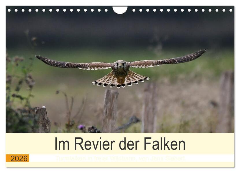 Im Revier der Falken (Wandkalender 2026 DIN A4 quer) CALVENDO Monatskalender