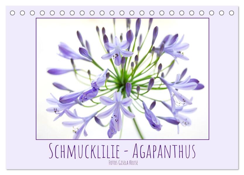 Schmucklilie - Agapanthus (Tischkalender 2026 DIN A5 quer) CALVENDO Monatskalender
