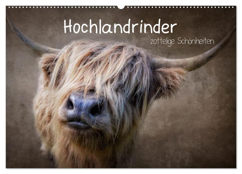 Hochlandrinder - Zottelige Schönheiten (Wandkalender 2026 DIN A2 quer) CALVENDO Monatskalender