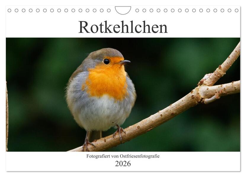 Rotkehlchen - Fotografiert von Ostfriesenfotografie (Wandkalender 2026 DIN A4 quer) CALVENDO Monatskalender