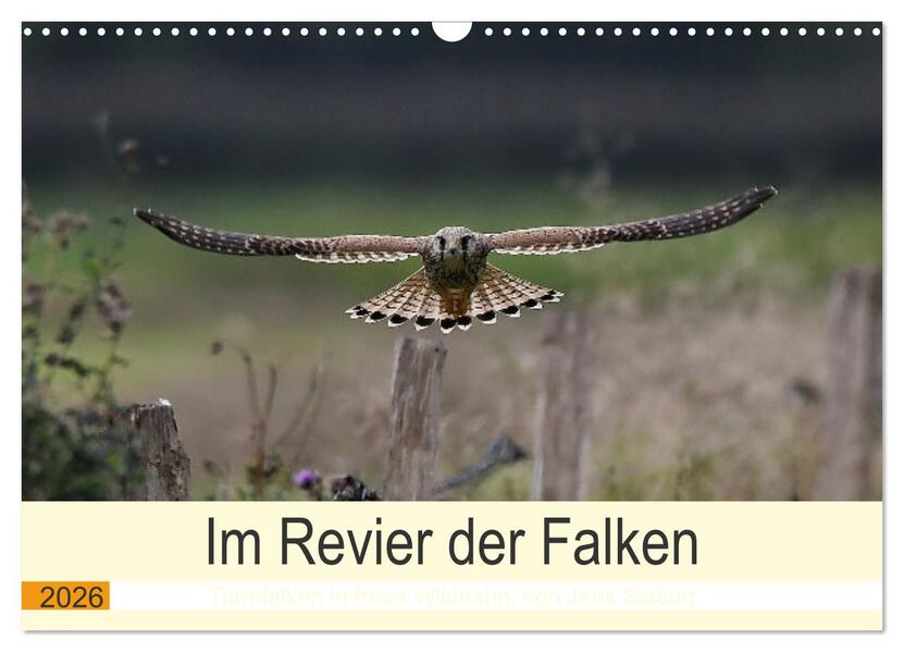 Im Revier der Falken (Wandkalender 2026 DIN A3 quer) CALVENDO Monatskalender