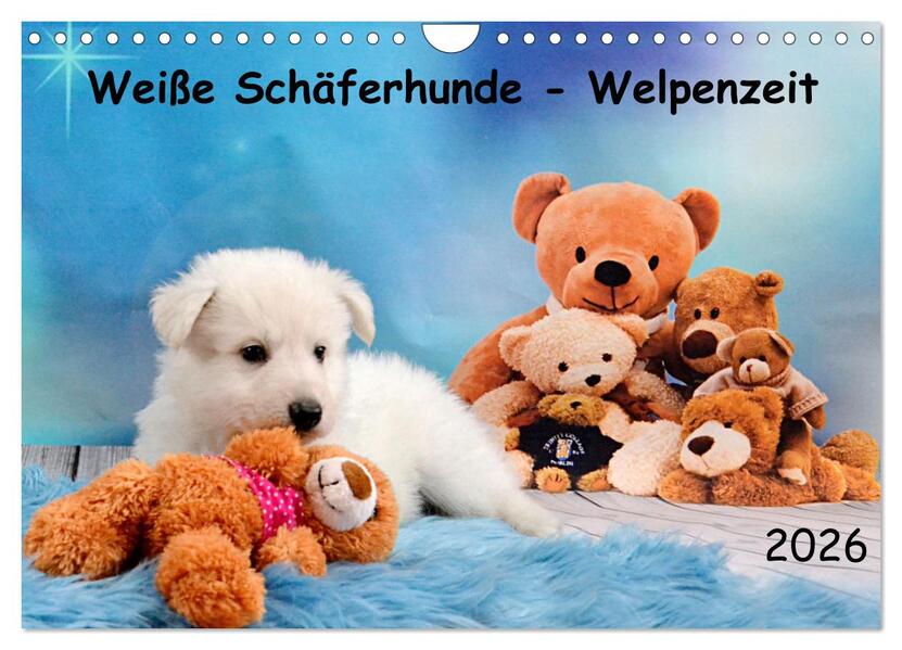 Weiße Schäferhunde - Welpenzeit (Wandkalender 2026 DIN A4 quer) CALVENDO Monatskalender