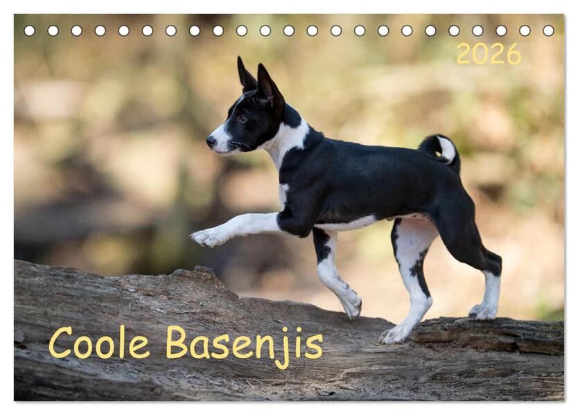 Coole Basenjis (Tischkalender 2026 DIN A5 quer) CALVENDO Monatskalender