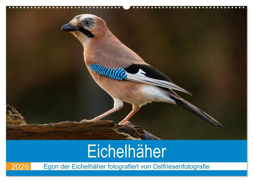 Eichelhäher - Egon der Eichelhäher fotografiert von Ostfriesenfotografie (Wandkalender 2026 DIN A2 quer) CALVENDO Monatskalender