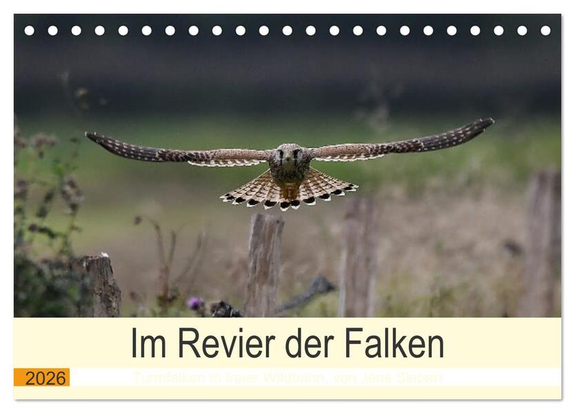 Im Revier der Falken (Tischkalender 2026 DIN A5 quer) CALVENDO Monatskalender