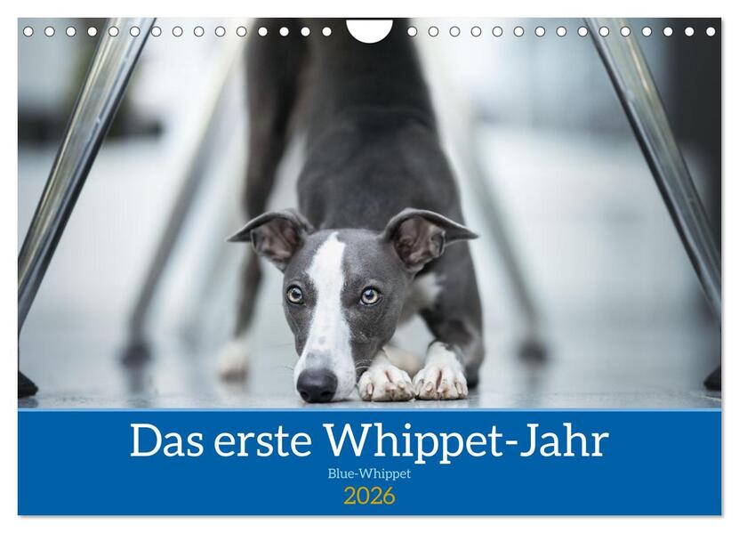 Das erste Whippet-Jahr (Wandkalender 2026 DIN A4 quer) CALVENDO Monatskalender
