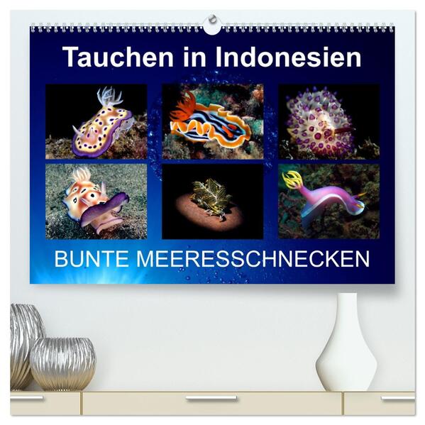 Tauchen in Indonesien - BUNTE MEERESSCHNECKEN (hochwertiger Premium Wandkalender 2026 DIN A2 quer) Kunstdruck in Hochglanz