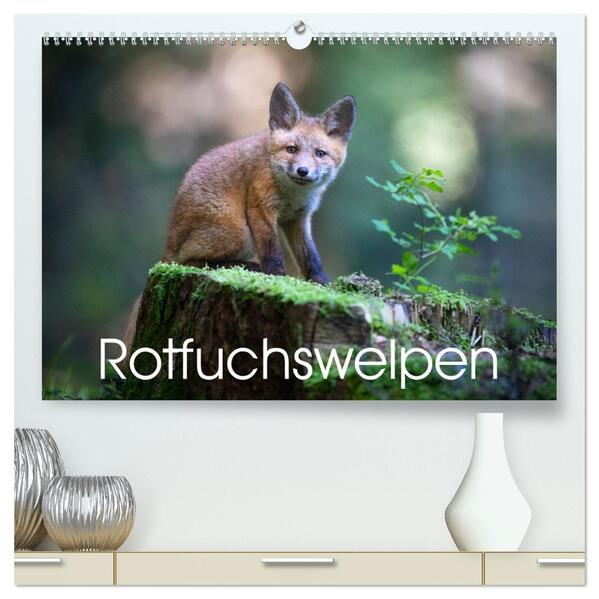 Rotfuchswelpen (hochwertiger Premium Wandkalender 2026 DIN A2 quer) Kunstdruck in Hochglanz