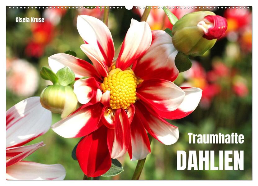 Traumhafte Dahlien (Wandkalender 2026 DIN A2 quer) CALVENDO Monatskalender
