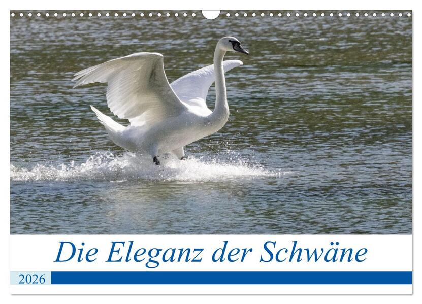 Die Eleganz der Schwäne (Wandkalender 2026 DIN A3 quer) CALVENDO Monatskalender