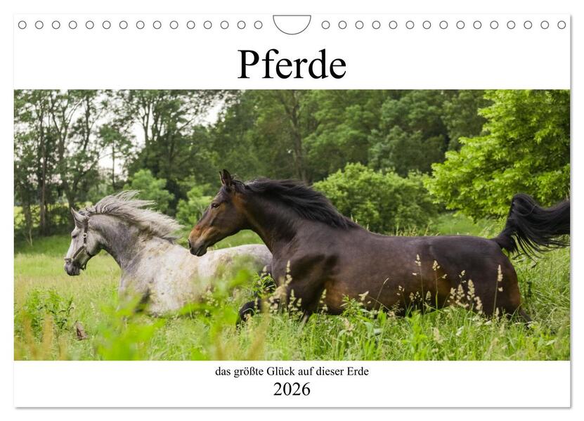 Pferde das größte Glück auf dieser Erde (Wandkalender 2026 DIN A4 quer) CALVENDO Monatskalender