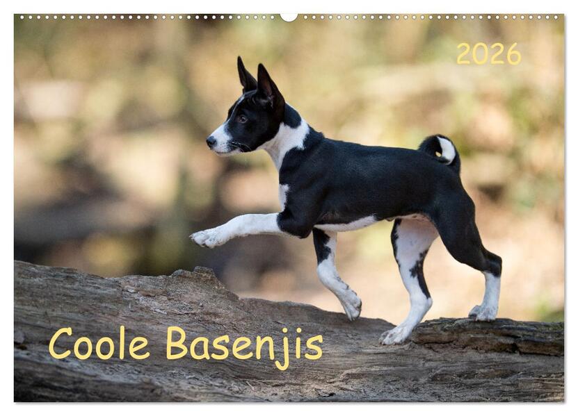 Coole Basenjis (Wandkalender 2026 DIN A2 quer) CALVENDO Monatskalender