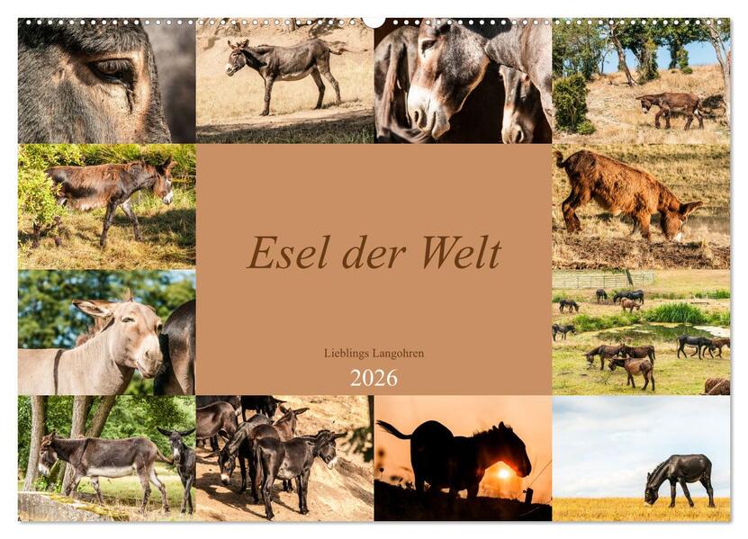 Esel der Welt - Lieblings Langohren (Wandkalender 2026 DIN A2 quer) CALVENDO Monatskalender
