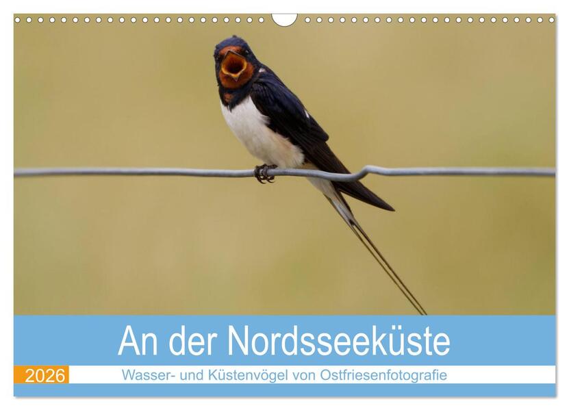 An der Nordseeküste - Wasser- und Küstenvögel fotografiert von Ostfriesenfotografie (Wandkalender 2026 DIN A3 quer) CALVENDO Monatskalender