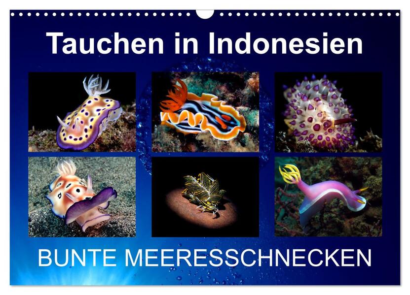 Tauchen in Indonesien - BUNTE MEERESSCHNECKEN (Wandkalender 2026 DIN A3 quer) CALVENDO Monatskalender
