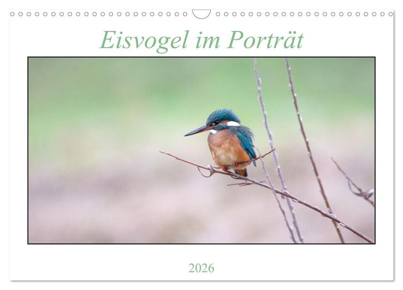 Eisvogel im Porträt (Wandkalender 2026 DIN A3 quer) CALVENDO Monatskalender