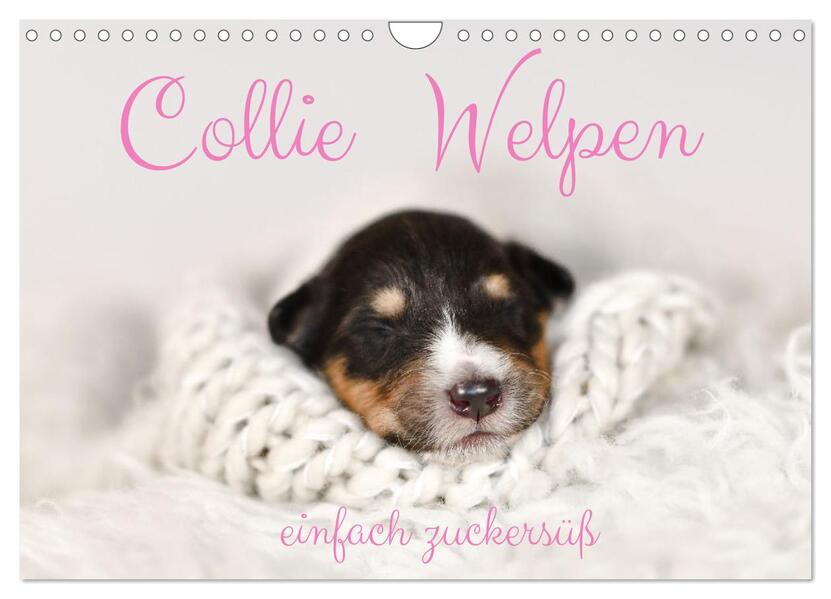 Collie Welpen einfach zuckersüß (Wandkalender 2026 DIN A4 quer) CALVENDO Monatskalender