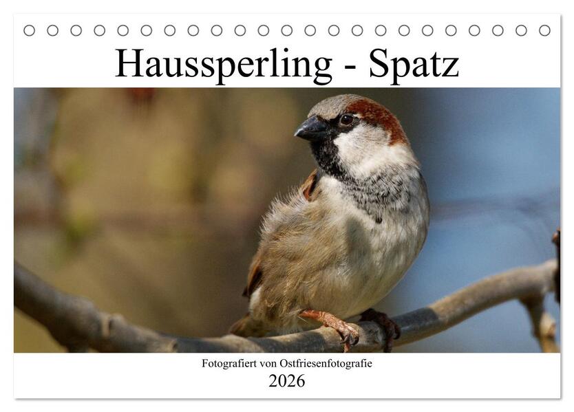 Haussperling - Spatz fotografiert von Ostfriesenfotografie (Tischkalender 2026 DIN A5 quer) CALVENDO Monatskalender