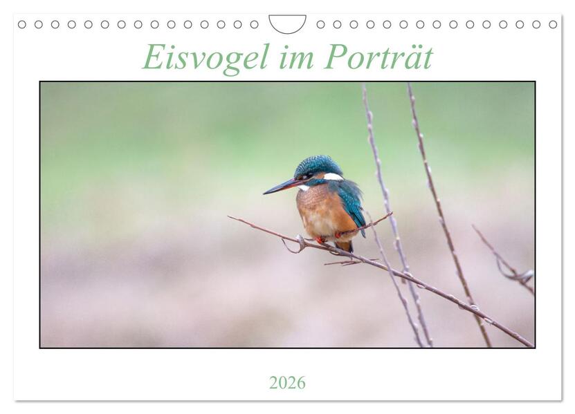 Eisvogel im Porträt (Wandkalender 2026 DIN A4 quer) CALVENDO Monatskalender