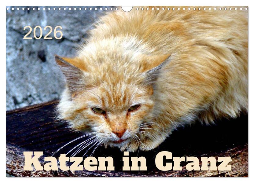 Katzen in Cranz (Wandkalender 2026 DIN A3 quer) CALVENDO Monatskalender