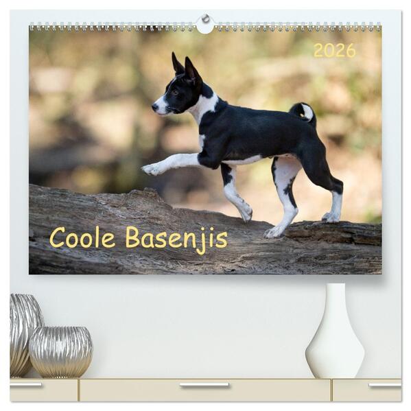 Coole Basenjis (hochwertiger Premium Wandkalender 2026 DIN A2 quer) Kunstdruck in Hochglanz
