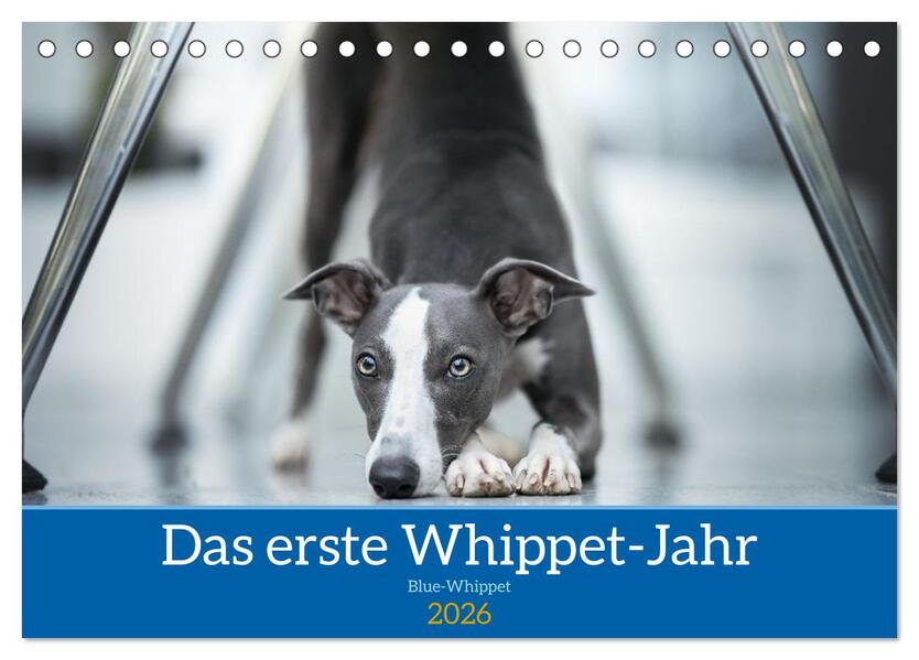 Das erste Whippet-Jahr (Tischkalender 2026 DIN A5 quer) CALVENDO Monatskalender