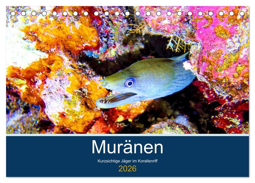 Muränen - Kurzsichtige Jäger im Korallenriff (Tischkalender 2026 DIN A5 quer) CALVENDO Monatskalender
