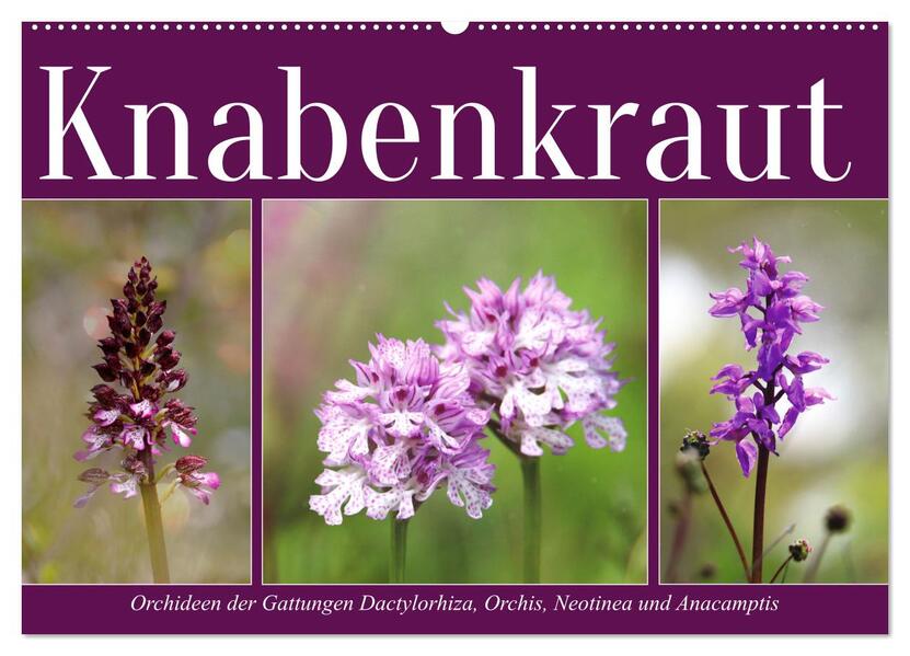 Knabenkraut (Wandkalender 2026 DIN A2 quer) CALVENDO Monatskalender