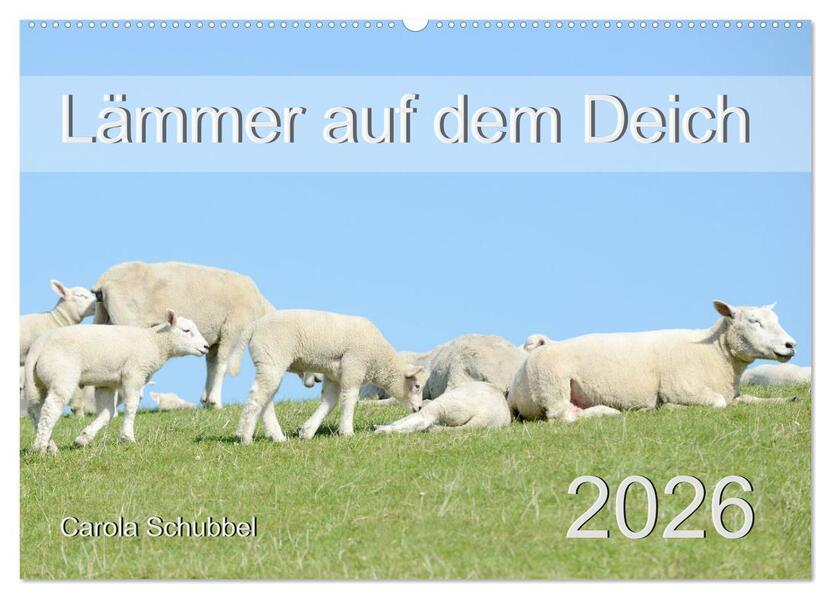 Lämmer auf dem Deich (Wandkalender 2026 DIN A2 quer) CALVENDO Monatskalender