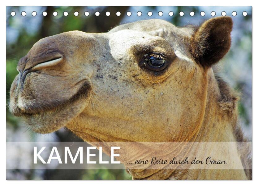 KAMELE... eine Reise durch den Oman. (Tischkalender 2026 DIN A5 quer) CALVENDO Monatskalender