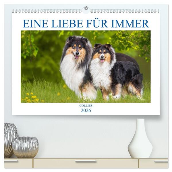 Eine Liebe für immer - Collies (hochwertiger Premium Wandkalender 2026 DIN A2 quer) Kunstdruck in Hochglanz