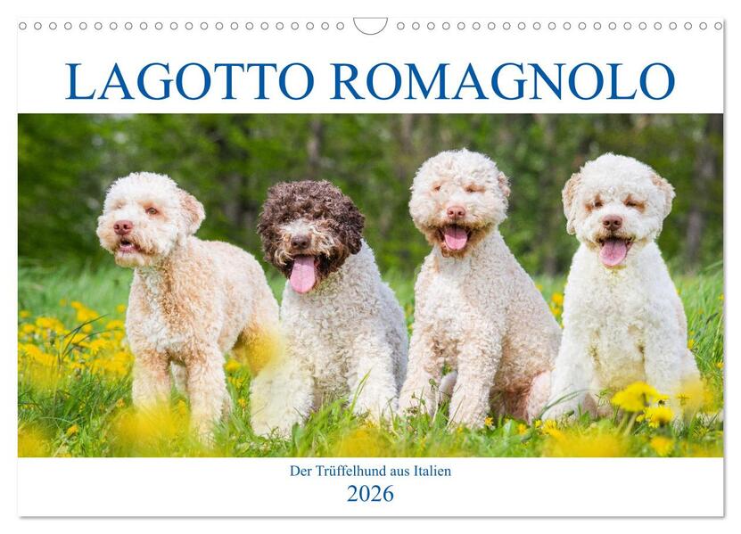 Lagotto Romagnolo - Der Trüffelhund aus Italien (Wandkalender 2026 DIN A3 quer) CALVENDO Monatskalender