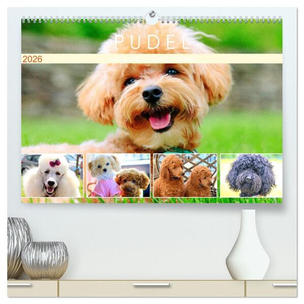 Pudel. Lustige Allrounder im Wollfell (hochwertiger Premium Wandkalender 2026 DIN A2 quer) Kunstdruck in Hochglanz
