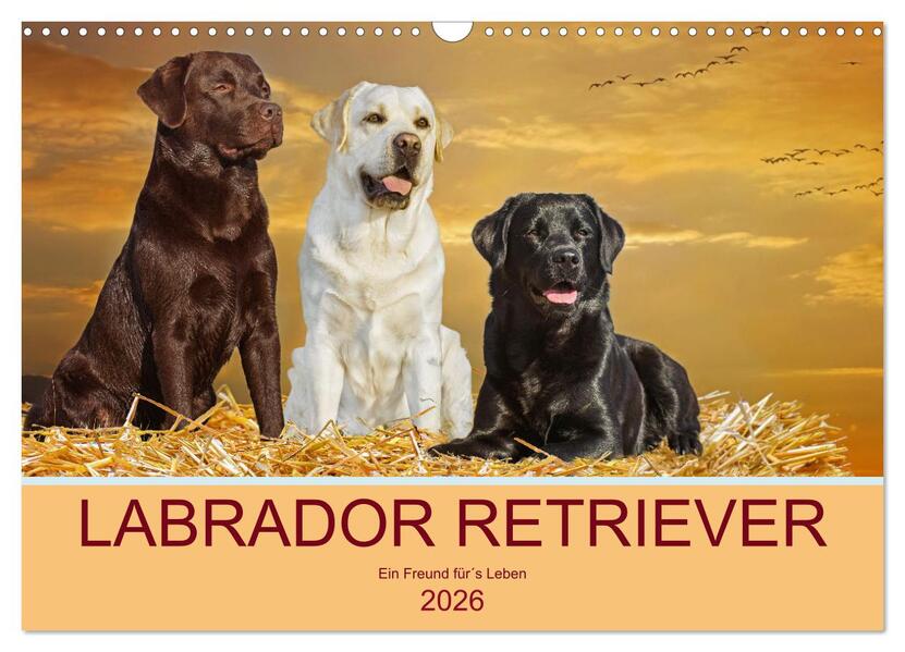 Labrador Retriever - Ein Freund fürs Leben (Wandkalender 2026 DIN A3 quer) CALVENDO Monatskalender