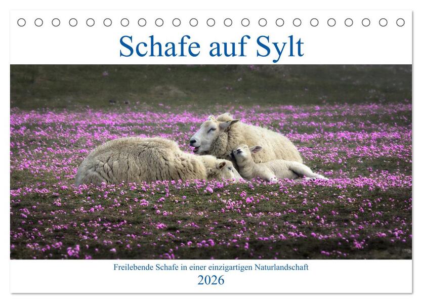 Schafe auf Sylt (Tischkalender 2026 DIN A5 quer) CALVENDO Monatskalender