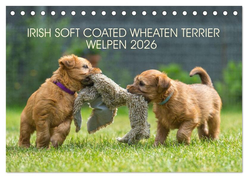 IRISH SOFT COATED WHEATEN TERRIER WELPEN 2026 (Tischkalender 2026 DIN A5 quer) CALVENDO Monatskalender