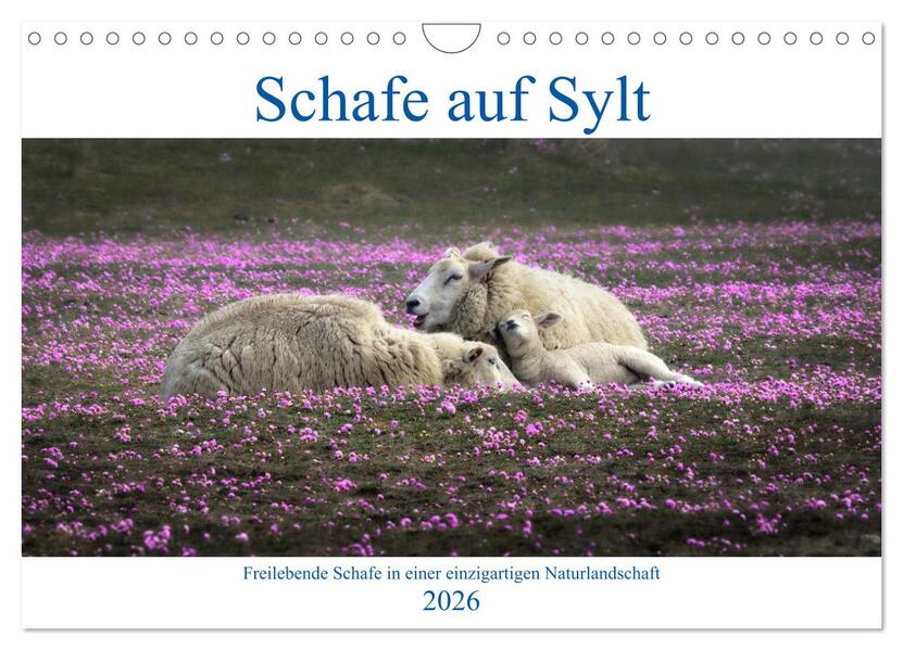 Schafe auf Sylt (Wandkalender 2026 DIN A4 quer) CALVENDO Monatskalender