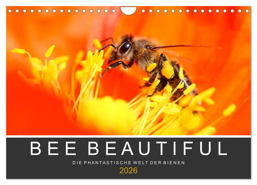 Bee Beautiful - Die phantastische Welt der Bienen (Wandkalender 2026 DIN A4 quer) CALVENDO Monatskalender