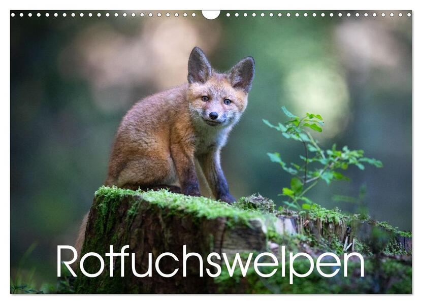 Rotfuchswelpen (Wandkalender 2026 DIN A3 quer) CALVENDO Monatskalender