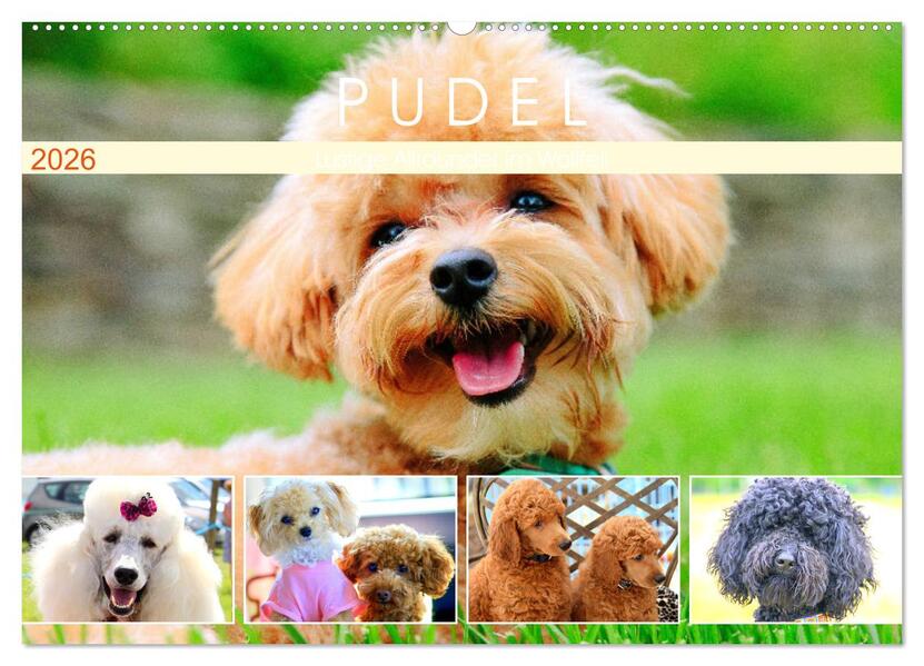 Pudel. Lustige Allrounder im Wollfell (Wandkalender 2026 DIN A2 quer) CALVENDO Monatskalender