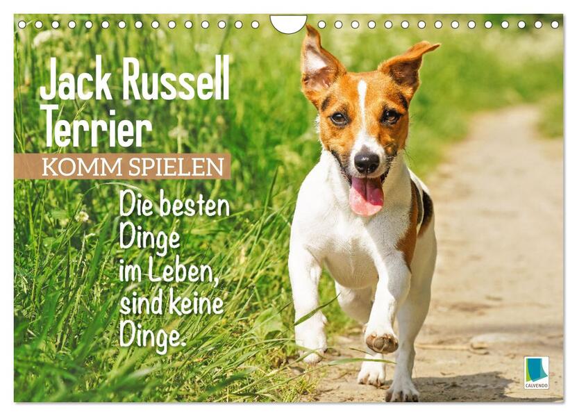 Jack Russell Terrier: Komm spielen (Wandkalender 2026 DIN A4 quer) CALVENDO Monatskalender