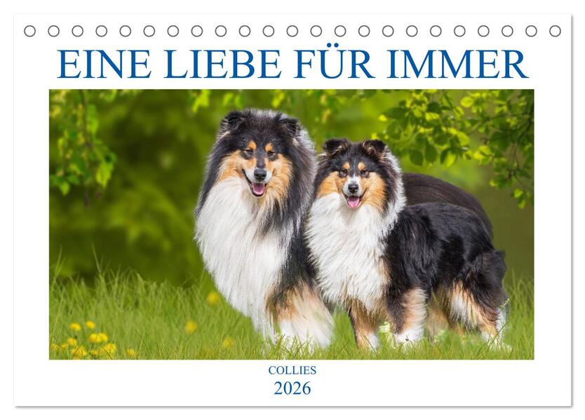 Eine Liebe für immer - Collies (Tischkalender 2026 DIN A5 quer) CALVENDO Monatskalender