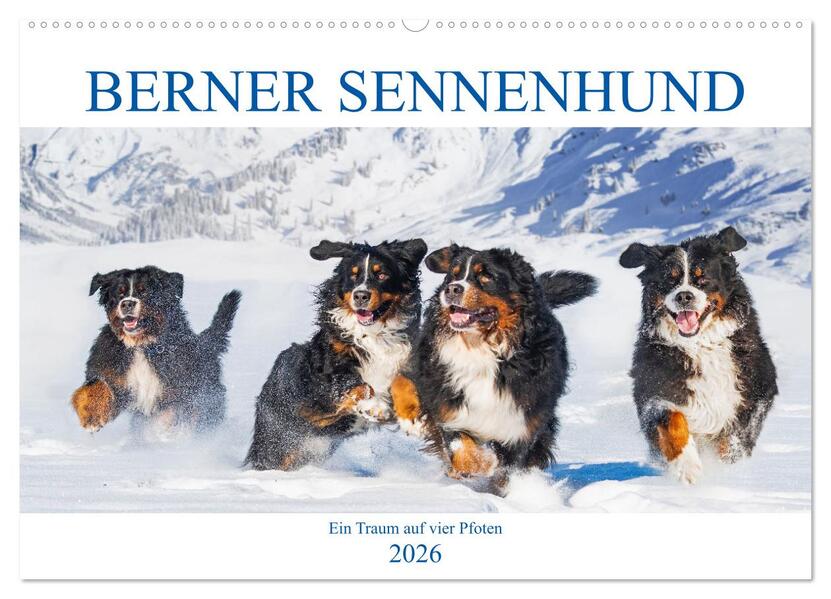 Berner Sennenhund - Ein Traum auf vier Pfoten (Wandkalender 2026 DIN A2 quer) CALVENDO Monatskalender