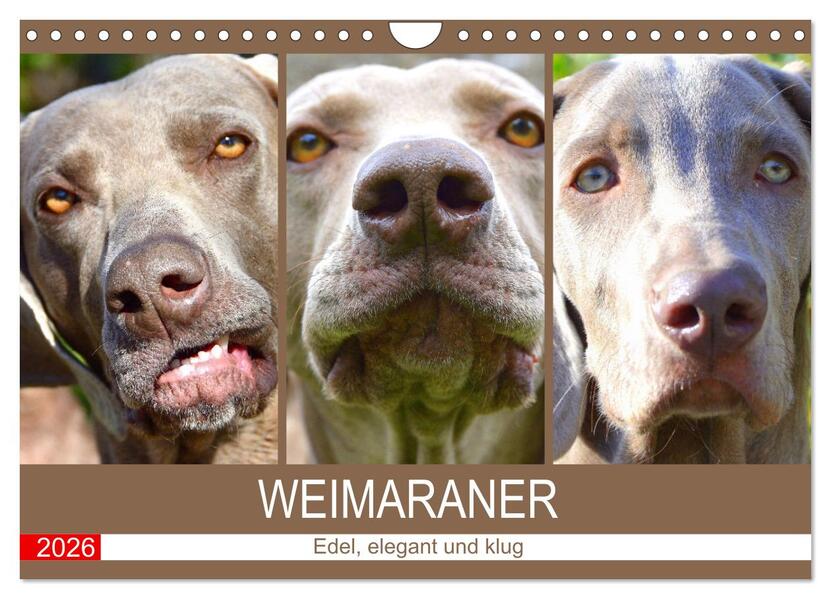 Weimaraner. Edel elegant und klug (Wandkalender 2026 DIN A4 quer) CALVENDO Monatskalender