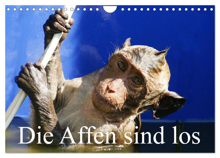 Die Affen sind los (Wandkalender 2026 DIN A4 quer) CALVENDO Monatskalender