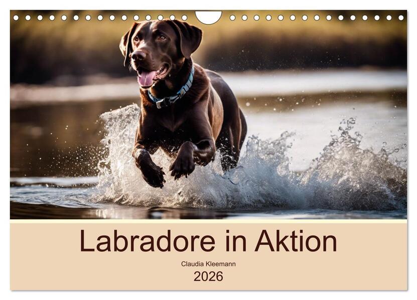 Labradore in Aktion (Wandkalender 2026 DIN A4 quer) CALVENDO Monatskalender