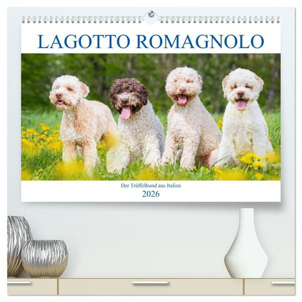 Lagotto Romagnolo - Der Trüffelhund aus Italien (hochwertiger Premium Wandkalender 2026 DIN A2 quer) Kunstdruck in Hochglanz