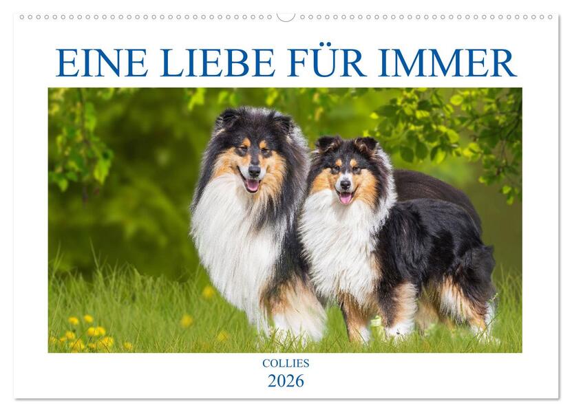 Eine Liebe für immer - Collies (Wandkalender 2026 DIN A2 quer) CALVENDO Monatskalender